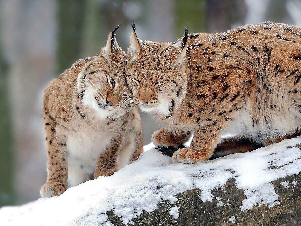 Paten Header Luchs © WWF