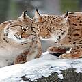 Paten Header Luchs © WWF
