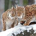 Paten Header Luchs © WWF