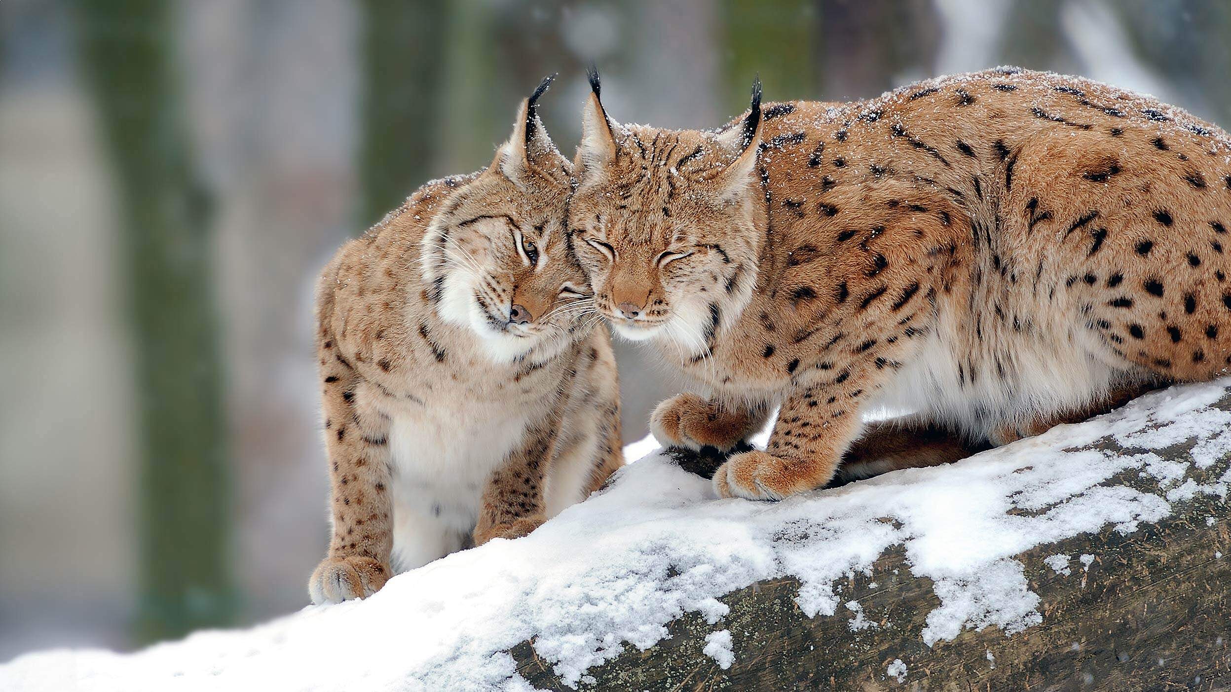Paten Header Luchs © WWF