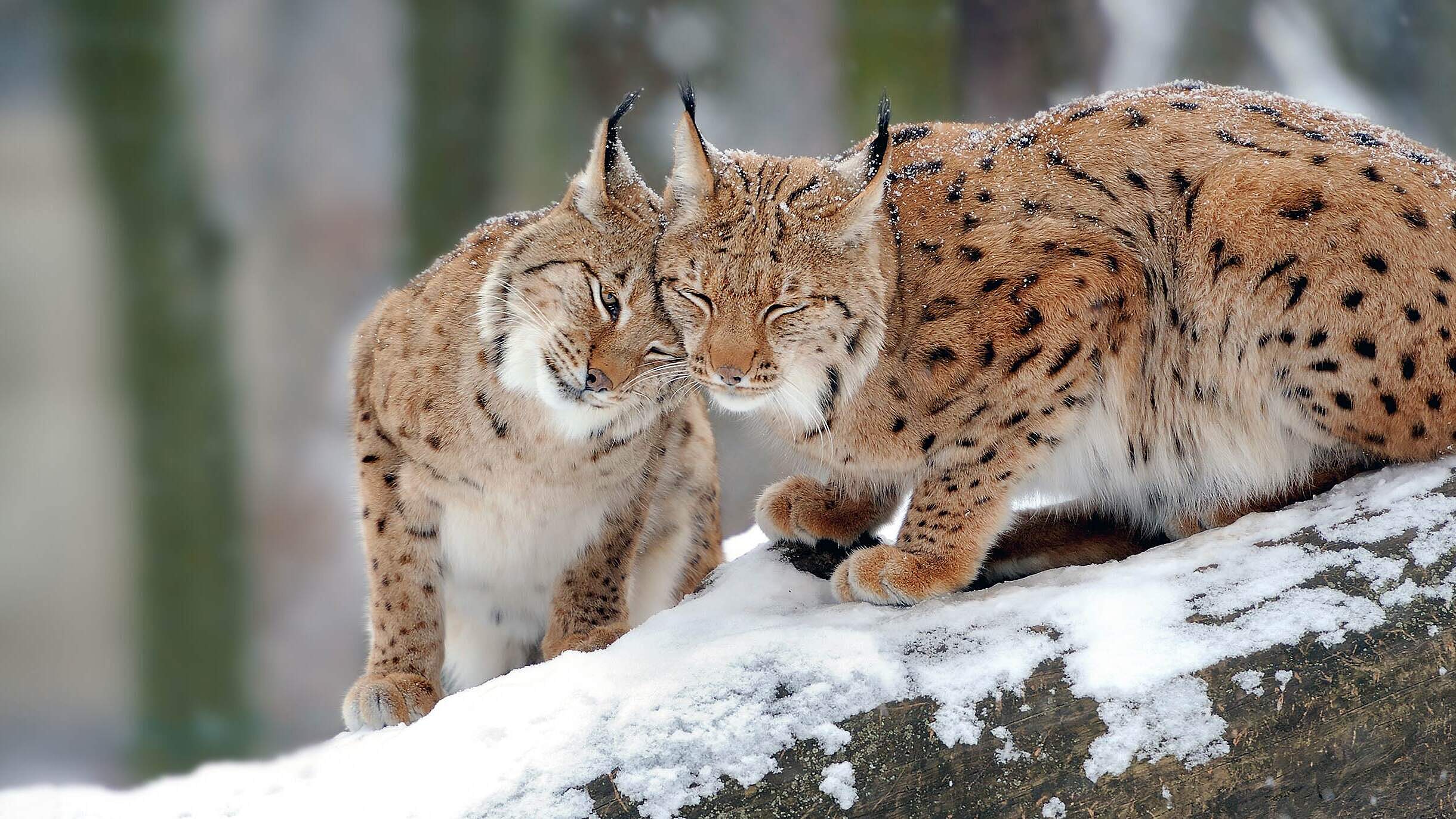 Paten Header Luchs © WWF