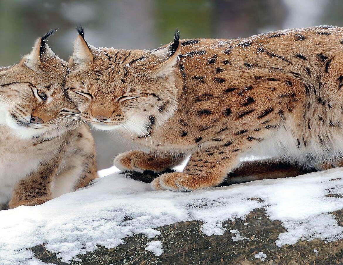Paten Header Luchs © WWF