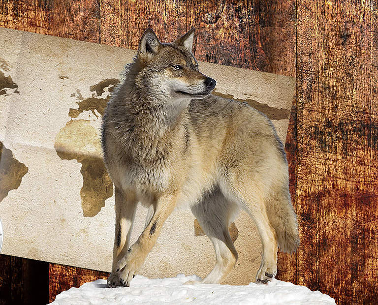 Paten Header Wolf © WWF