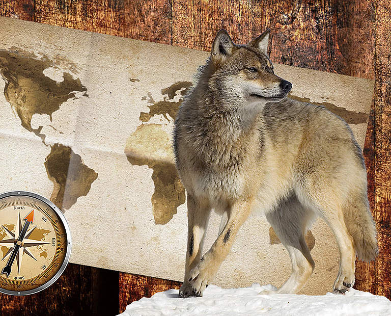 Paten Header Wolf © WWF