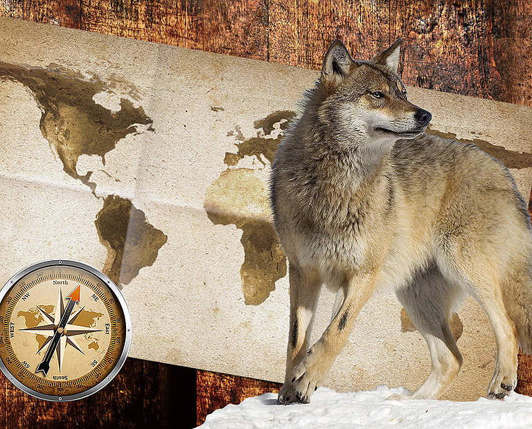 Paten Header Wolf © WWF