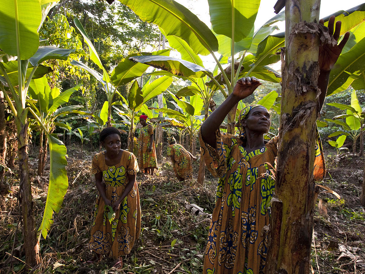 Waldbewirtschaftung in Mambele / Kamerun © Brent Stirton / Getty Images / WWF UK
