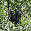 Bonobos in Luikotale © Thomas Nicolon / WWF