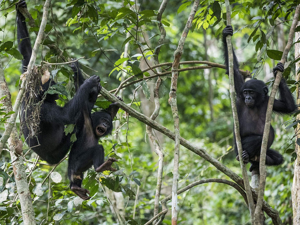 Bonobos in Luikotale © Thomas Nicolon / WWF