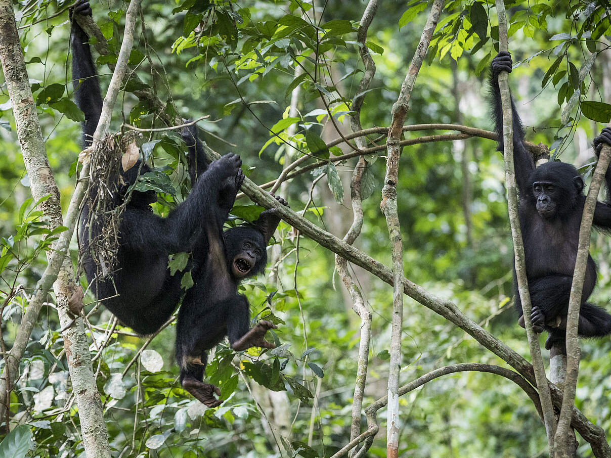 Bonobos in Luikotale © Thomas Nicolon / WWF