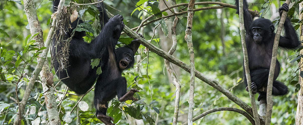 Sanftmutig Und Ratselhaft Bonobos In Salonga