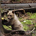 Braunbär frisst Apfel © Leonardo Bereczky / WWF Rumänien