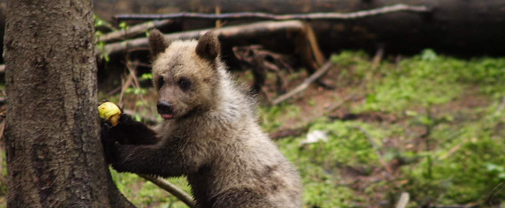 Braunbär frisst Apfel © Leonardo Bereczky / WWF Rumänien