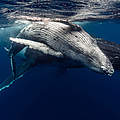Buckelwal mit Kalb © Ashley Morgan / WWF