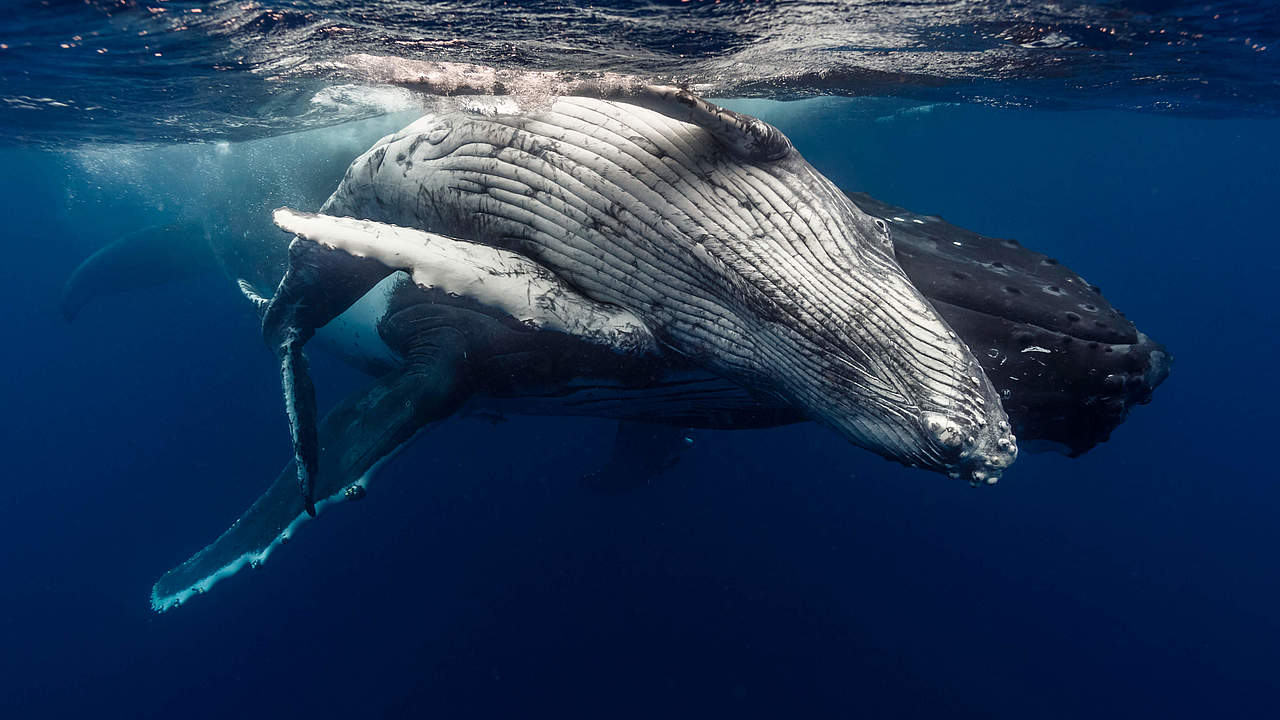 Buckelwal mit Kalb © Ashley Morgan / WWF