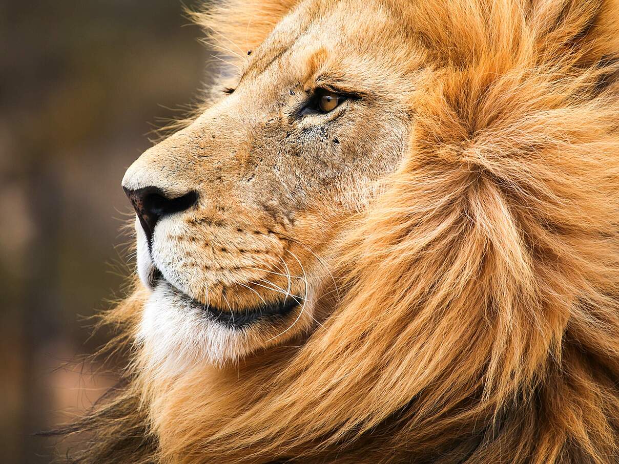 Löwe mit prächtiger Mähne © Paul Daniel Florea / iStock / Getty Images