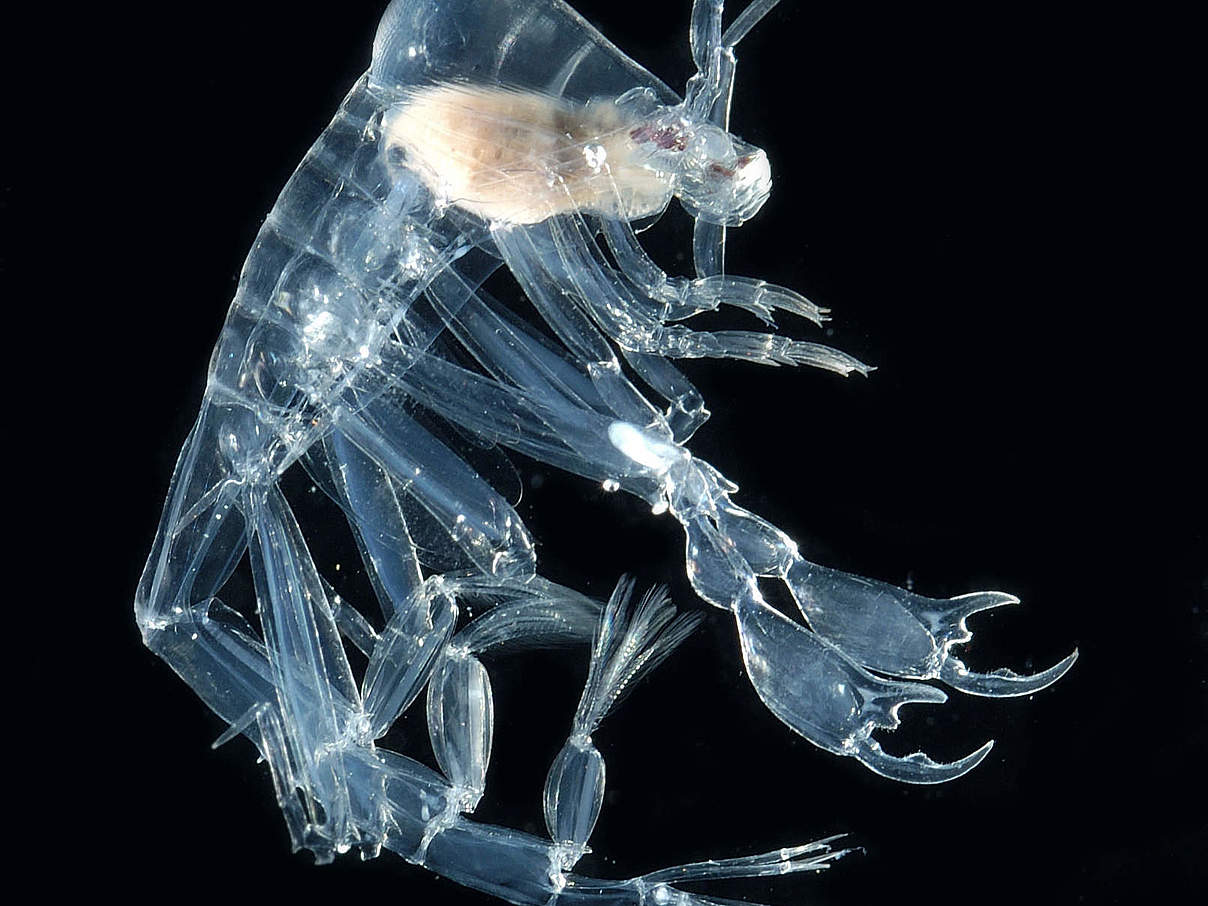 Pelagischer Amphipod im Atlantischen Ozean © naturepl.com / David Shale / WWF Pelagischer Amphipod im Atlantischen Ozean © naturepl.com / David Shale / WWF