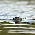 Riesenotter schwimmt © Day's Edge Productions / WWF-US