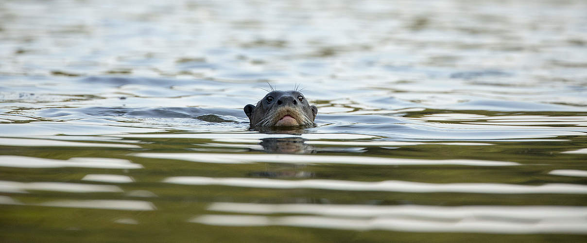 Riesenotter schwimmt © Day's Edge Productions / WWF-US