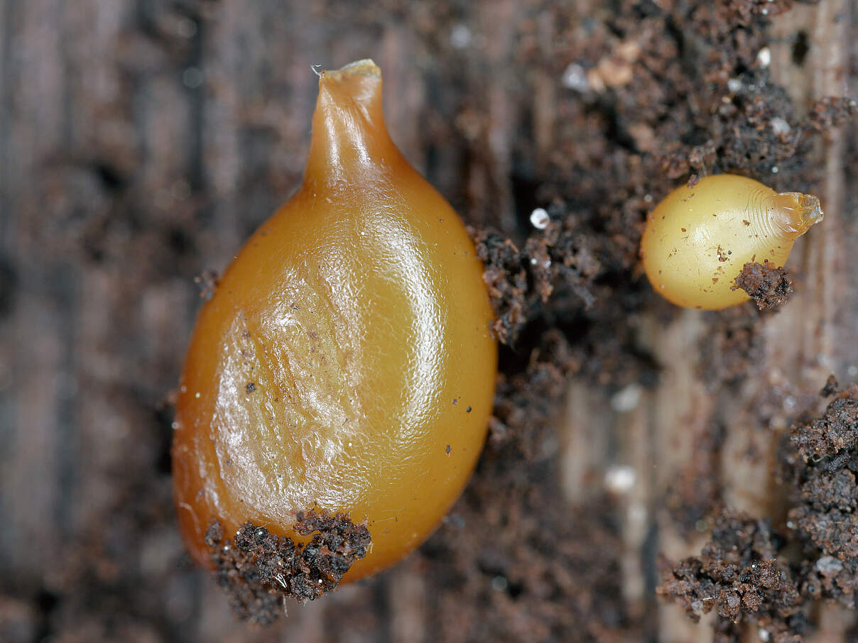Schleimkokons eines Regenwurms 