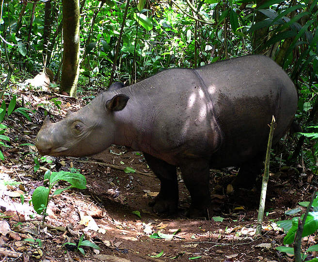 Sumatra-Nashorn © Gert Polet / WWF Indonesien