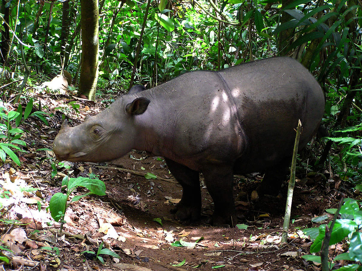 Sumatra-Nashorn © Gert Polet / WWF Indonesien