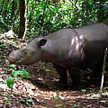 Sumatra-Nashorn © Gert Polet / WWF Indonesien
