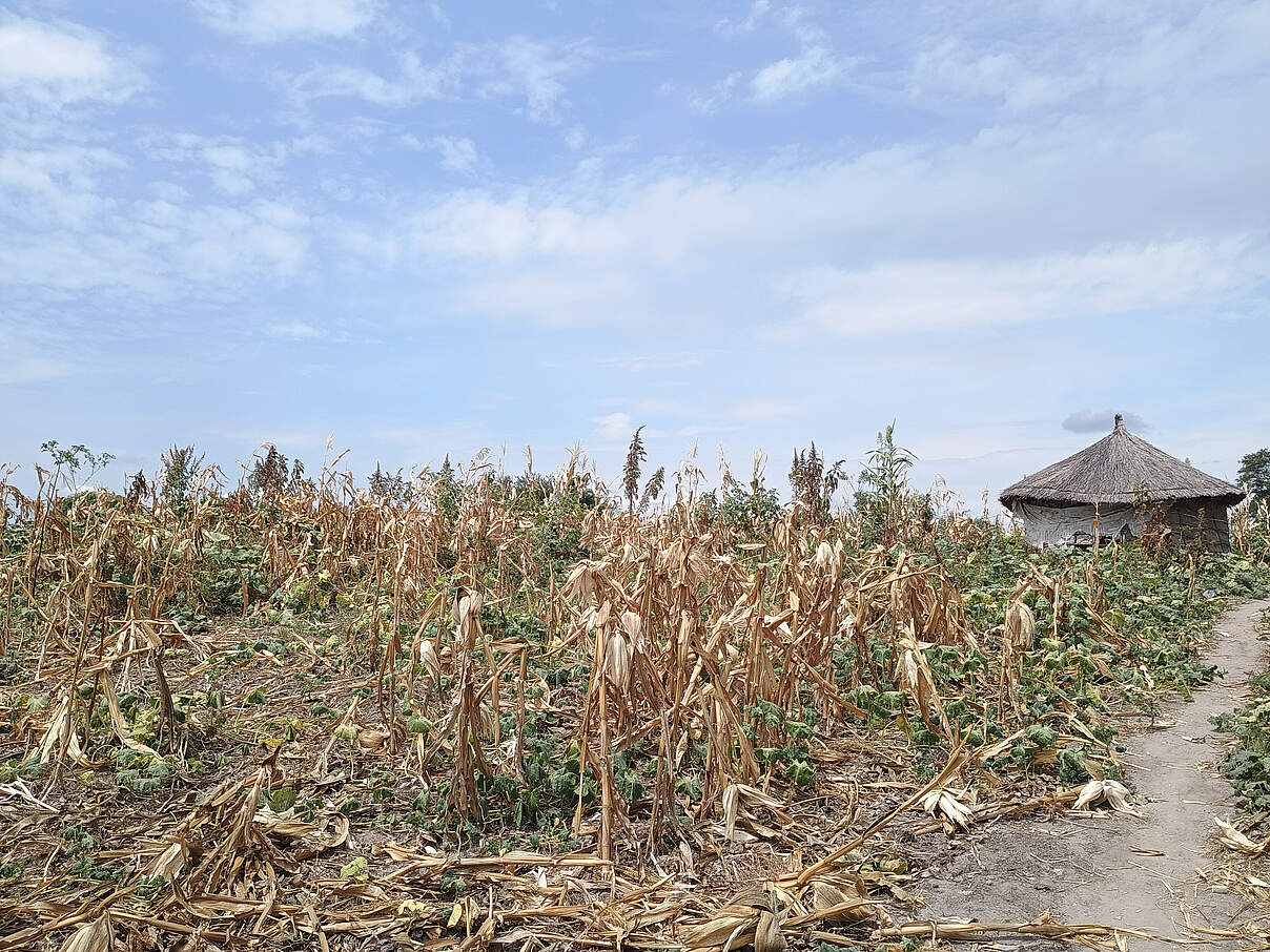 Vertrocknetes Maisfeld in Sambia 2024 © WWF