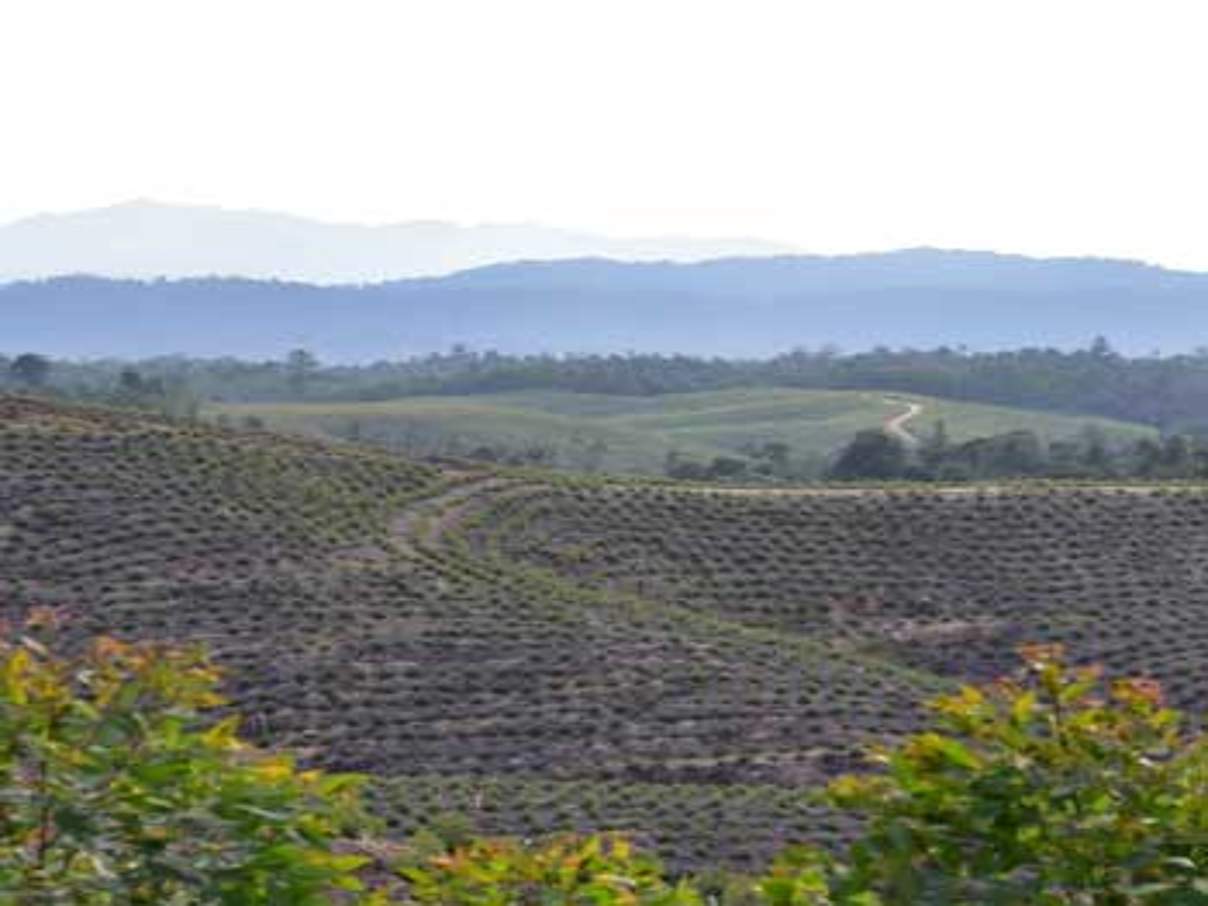 Abgeholzte Flächen bei Rimbang Baling, Indonesien © WWF Indonesien