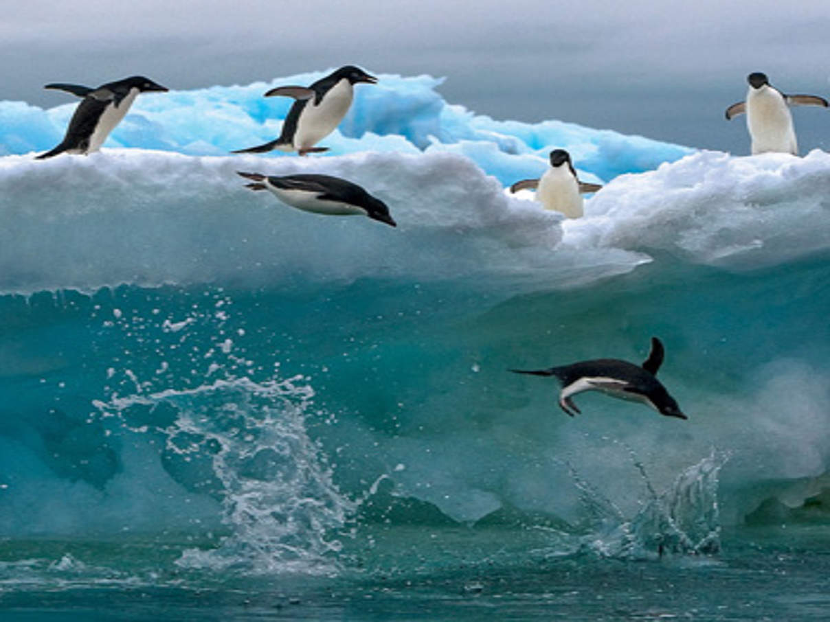 Adeliepinguine in der Antarktis © Michael Poliza