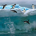 Adeliepinguine in der Antarktis © Michael Poliza