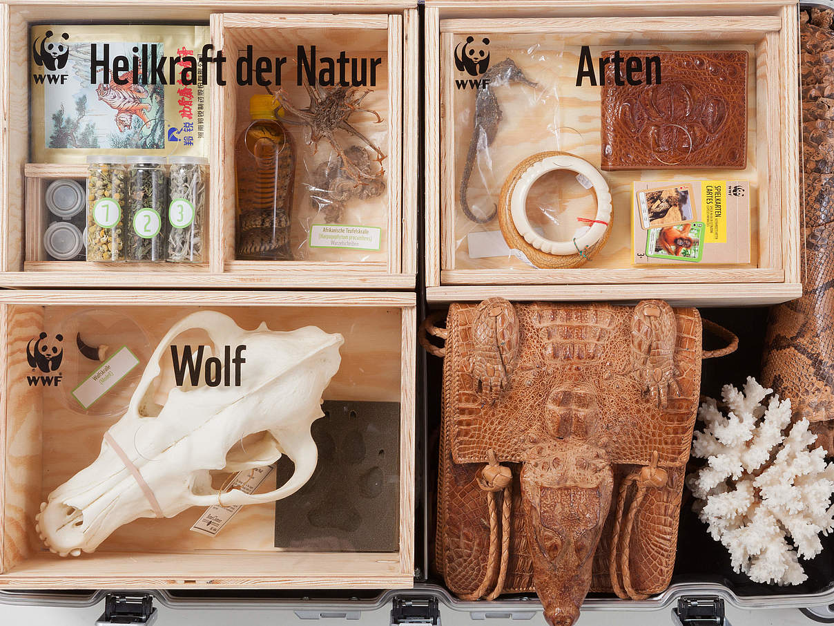 Der WWF-Artenschutzkoffer von innen © Henning Moser