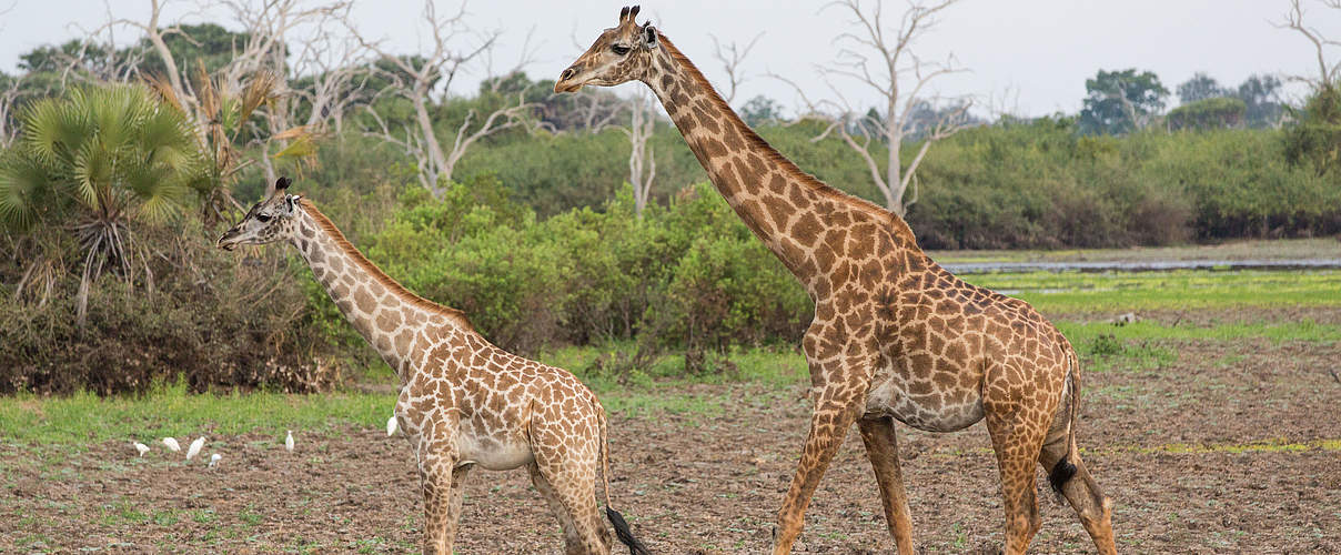 Eine Giraffe durchstreift mit ihrem Jungen den Selous Nationalpark © Jonathan Caramanus / WWF