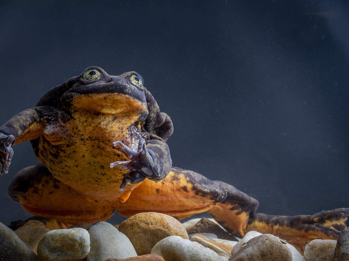 Sehuencas Wasserfrosch Romeo © Robin Moore / Global Wildlife Conservation