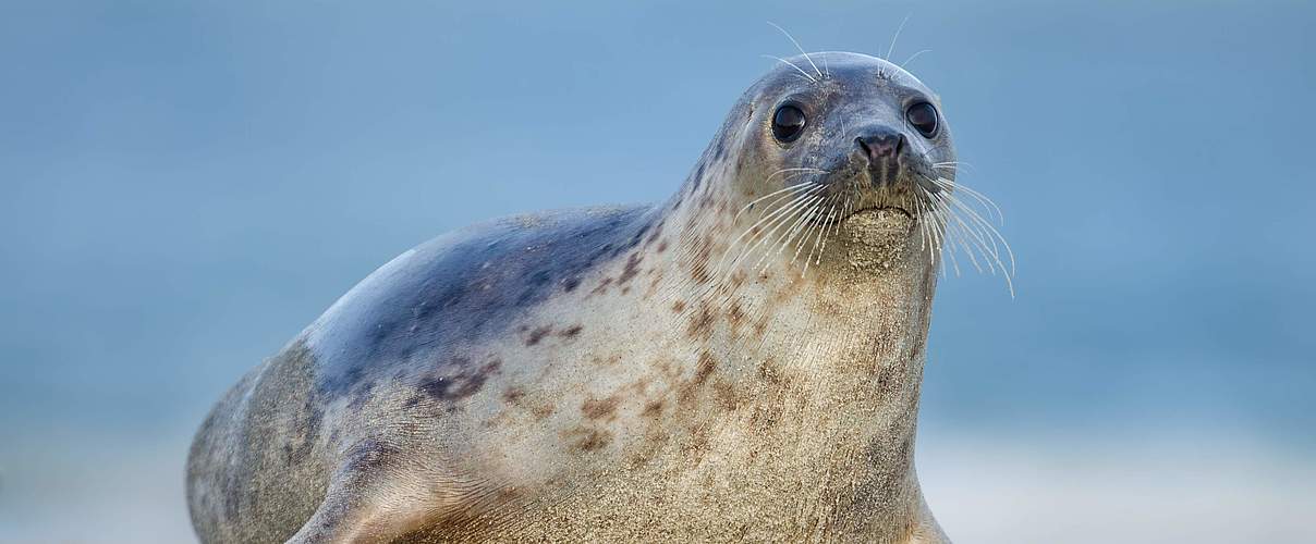 Seehund (Phoca vitulina vitulina) auf einer Sandbank © ujord / Getty Images / iStockphoto / WWF