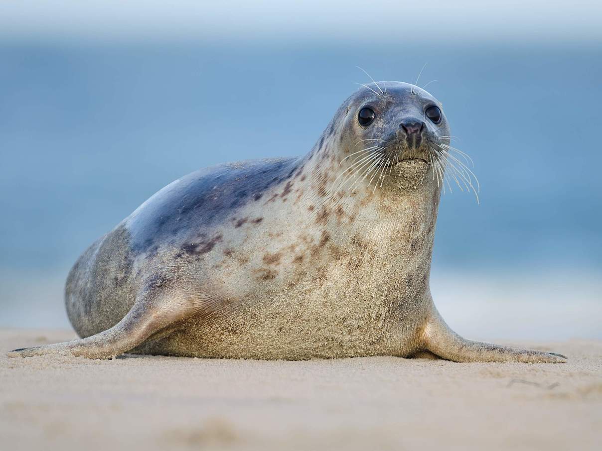 Seehund (Phoca vitulina vitulina) auf einer Sandbank © ujord / Getty Images / iStockphoto / WWF