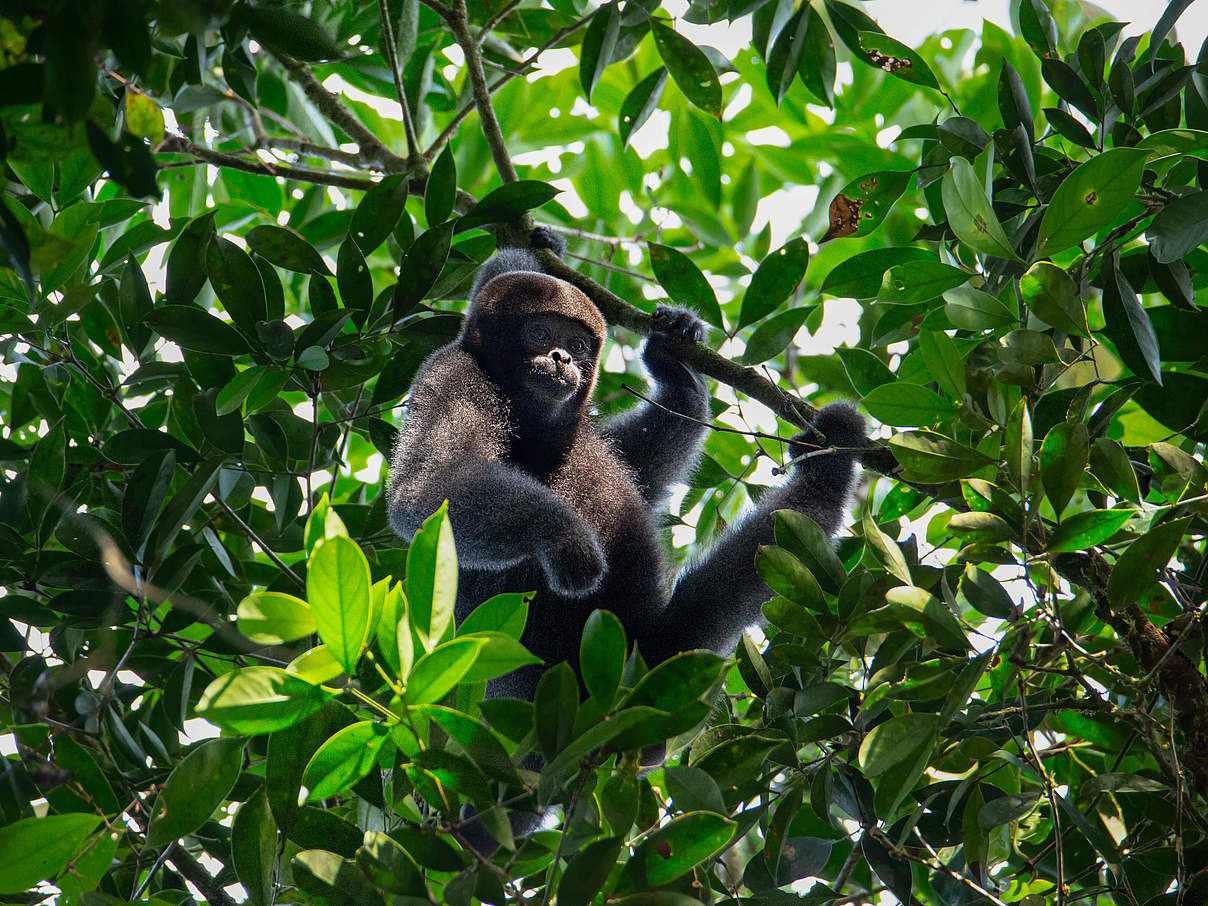 Brauner Wollaffe im Nationalpark Cordillera de los Picachos, Kolumbien © Pablo Mejía /WWF Colombia