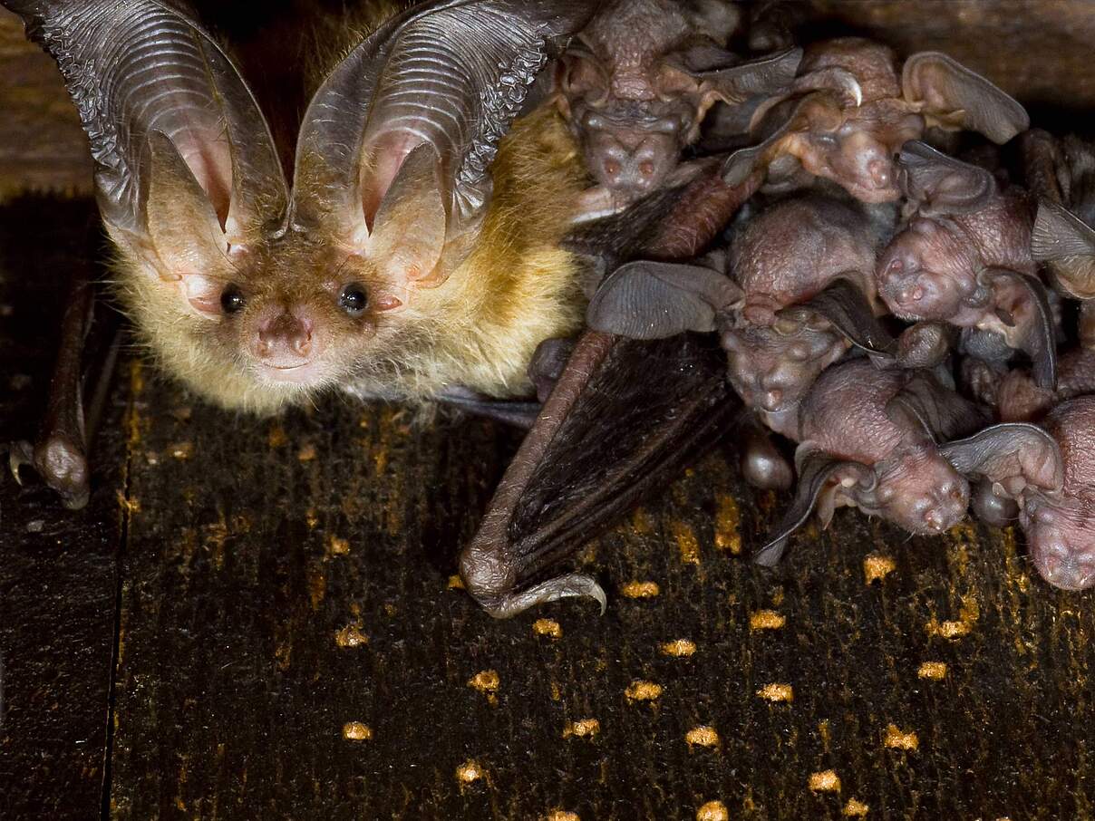 Braune Langohrfledermäuse mit Nachwuchs 