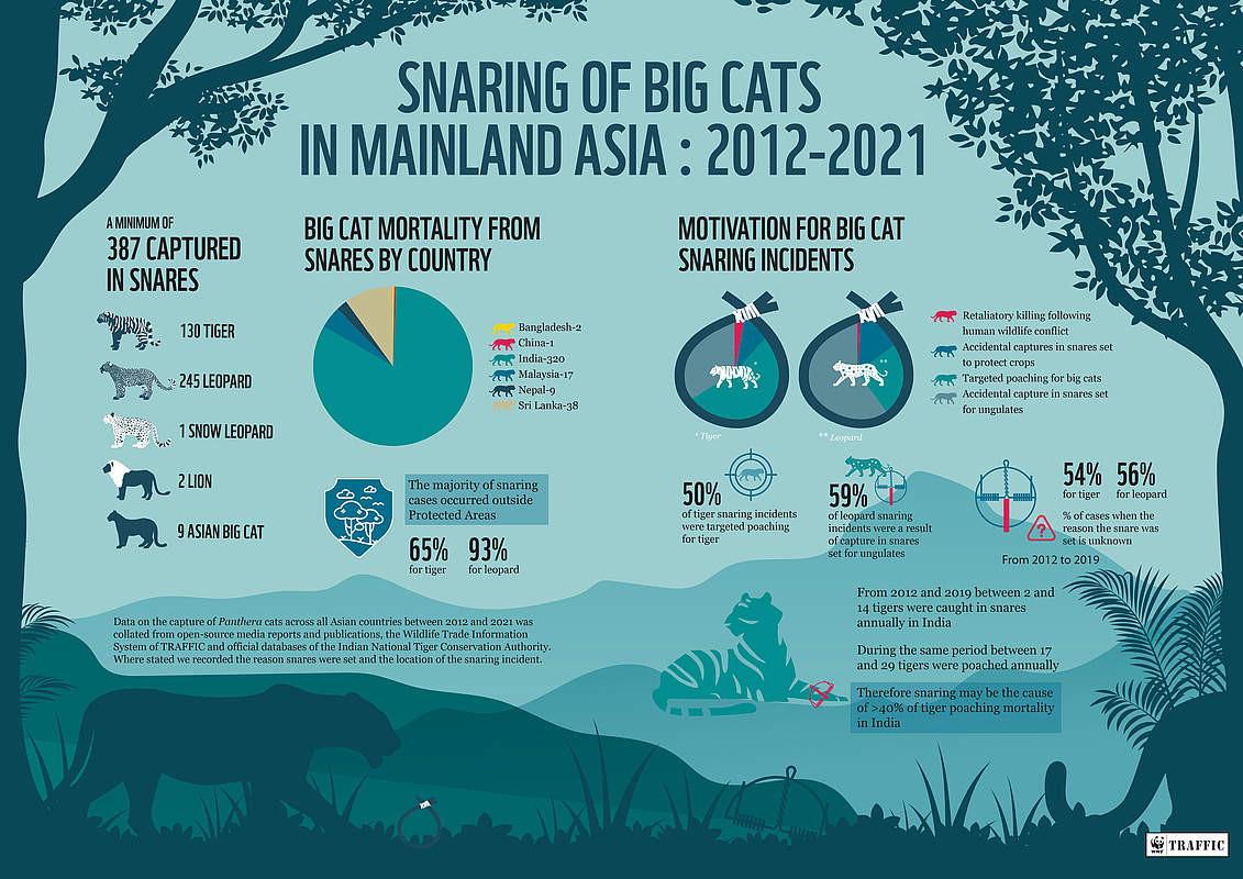 Infografik: 387 Schlingfallen / Großkatzen-Sterblichkeit / Gründe für Schlingfallenwilderei © TRAFFIC / WWF