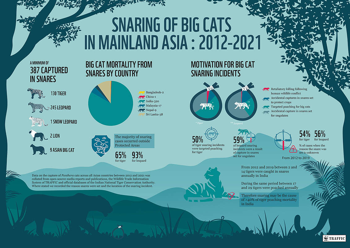 Infografik: 387 Schlingfallen / Großkatzen-Sterblichkeit / Gründe für Schlingfallenwilderei © TRAFFIC / WWF Infografik: 387 Schlingfallen / Großkatzen-Sterblichkeit / Gründe für Schlingfallenwilderei © TRAFFIC / WWF