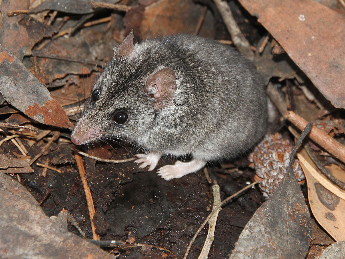 Känguru-Insel-Schmalfußbeutelmaus © Peter Hammond / WWF Australien