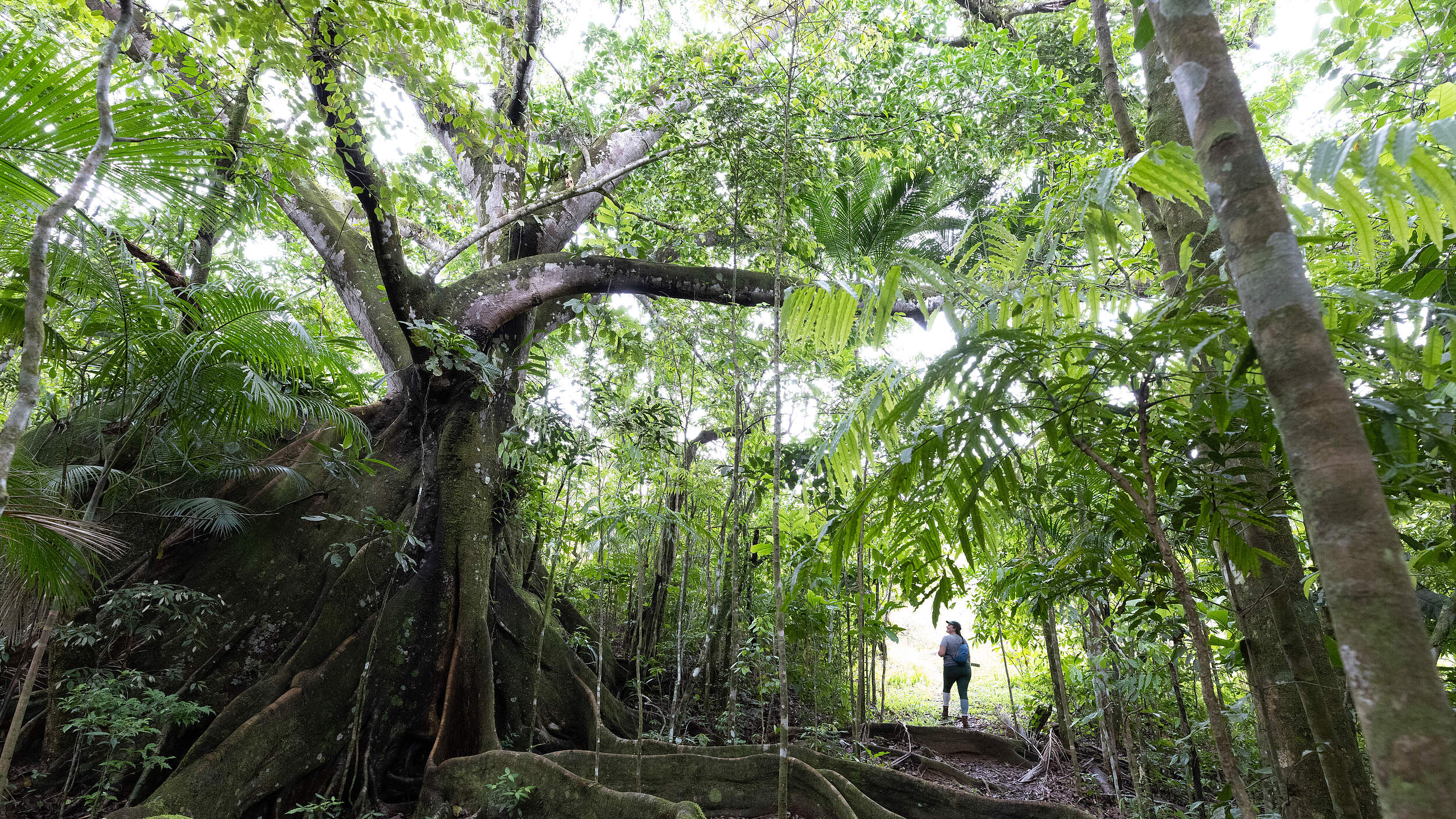 Regenwald in Brasilien © Jody MacDonald / WWF-US