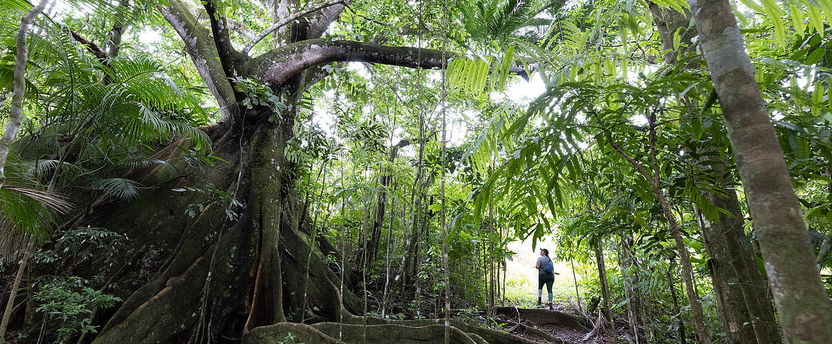 Regenwald in Brasilien © Jody MacDonald / WWF-US