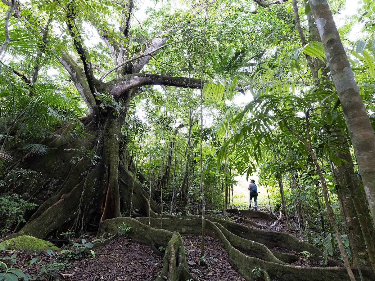 Regenwald in Brasilien © Jody MacDonald / WWF-US