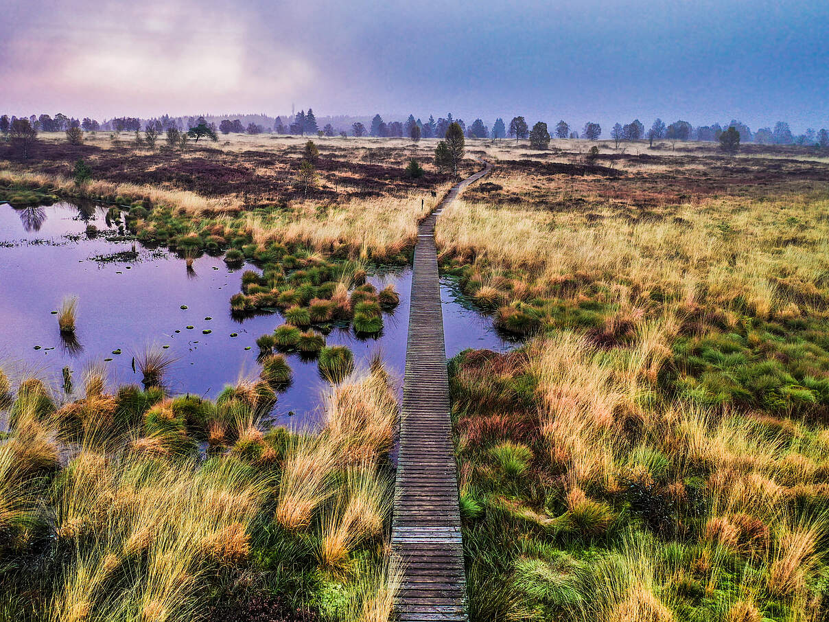 Moor mit Steg