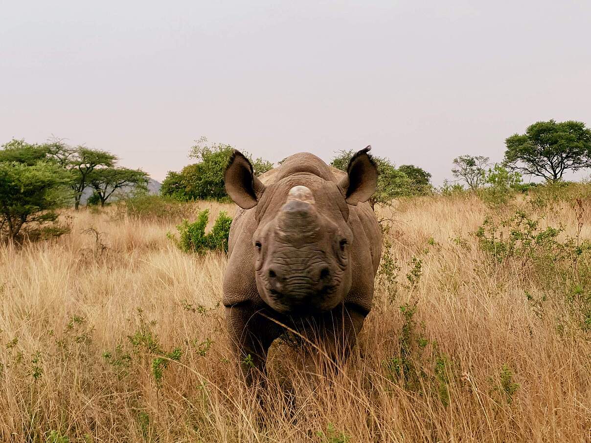 Mbuzane, das Nashorn, nach seiner Freilassung in die Wildnis.