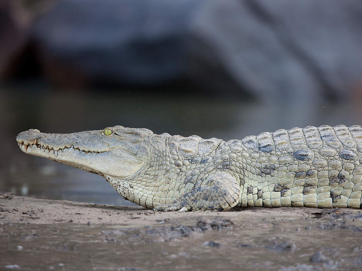 Nilkrokodil © Michael Poliza / WWF