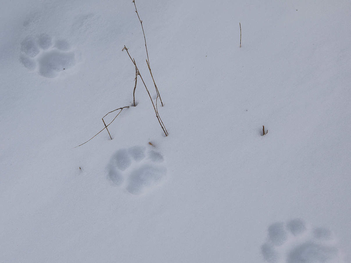 Tigerfußstapfen im Schnee © Antonio Olmos /WWF