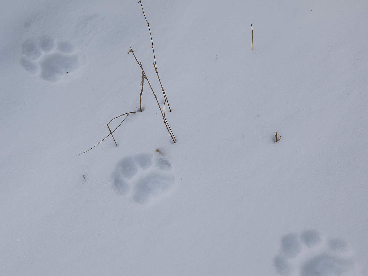 Tigerfußstapfen im Schnee © Antonio Olmos /WWF