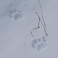 Tigerfußstapfen im Schnee © Antonio Olmos /WWF