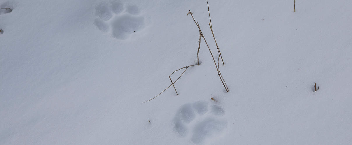 Tigerfußstapfen im Schnee © Antonio Olmos /WWF